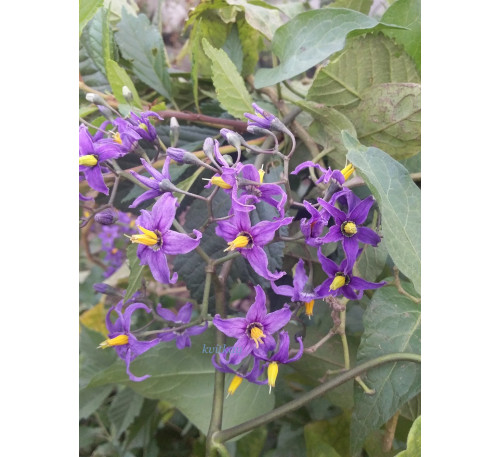 Пасльон солодко-гіркий (Solanum dulcamara) 